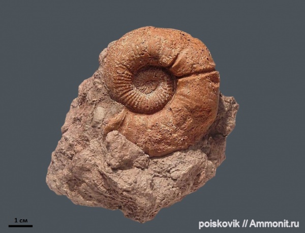 аммониты, головоногие моллюски, Крым, баррем, нижний баррем, устье, Ammonites, Spitidiscus, Spitidiscus seunesi