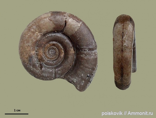 аммониты, головоногие моллюски, берриас, Крым, Ammonites, Protetragonites tauricus, Protetragonites