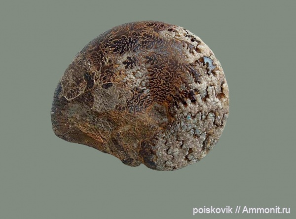 аммониты, головоногие моллюски, Крым, баррем, нижний баррем, Euphylloceras, Ammonites, Phylloceratidae, Euphylloceras ponticuli