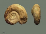 Biasaloceras