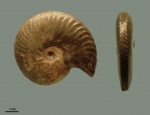 Anahoplites planus