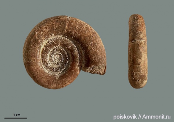 аммониты, головоногие моллюски, Крым, Ammonites, Protetragonites tauricus, Protetragonites