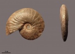 Anahoplites planus