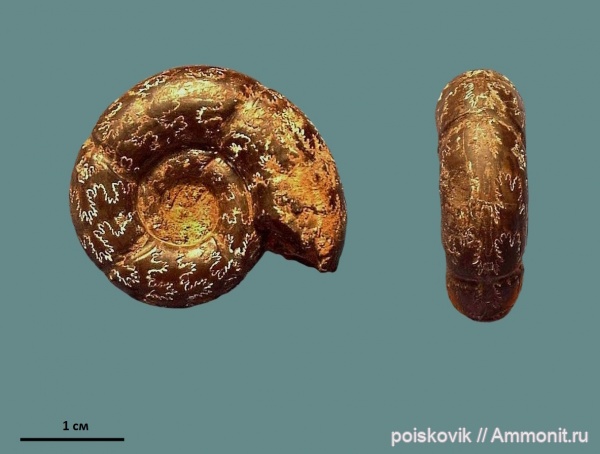 аммониты, головоногие моллюски, Крым, баррем, нижний баррем, Ammonites, Barremian