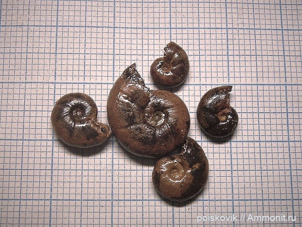 аммониты, головоногие моллюски, Крым, апт, Ammonites, Silesites, Aptian