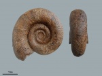 Biasaloceras