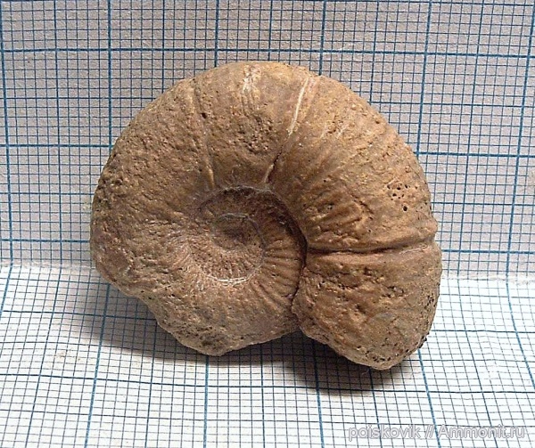 аммониты, головоногие моллюски, Крым, баррем, нижний баррем, Ammonites, Spitidiscus, Barremian, Spitidiscus seunesi