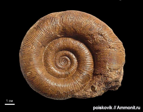 аммониты, головоногие моллюски, Крым, баррем, Biasaloceras, нижний баррем, Ammonites, Barremian