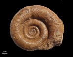 Biasaloceras