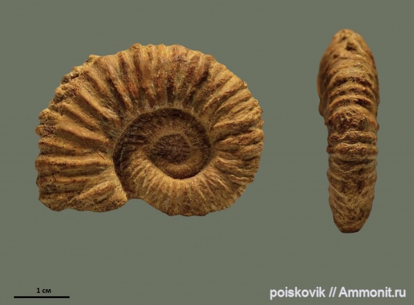 аммониты, головоногие моллюски, Крым, нижний баррем, Ammonites