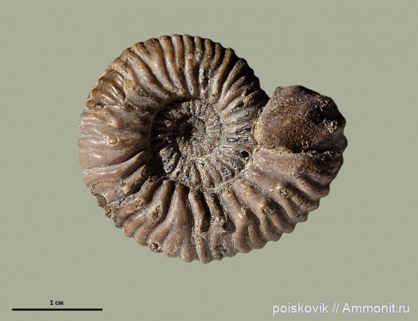 аммониты, гастроподы, головоногие моллюски, берриас, Крым, Ammonites, Belbekiceras