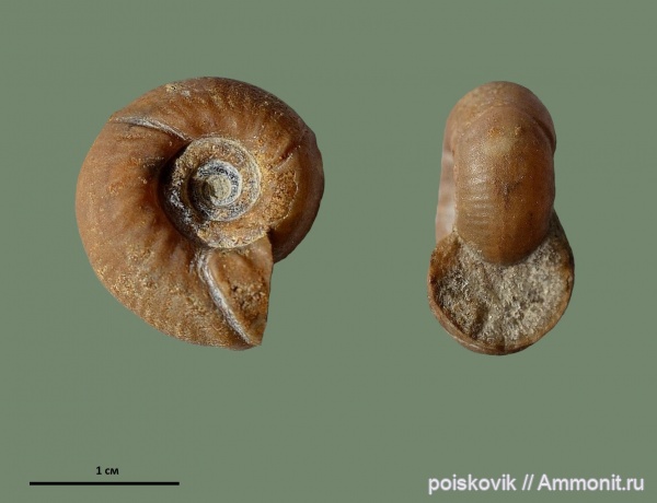 аммониты, головоногие моллюски, Крым, Ammonites, Olcostephanus