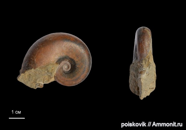 аммониты, головоногие моллюски, берриас, Крым, Ammonites, Neolissoceras, Berriasian