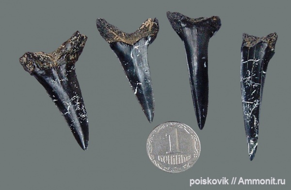 рыбы, зубы, Крым, зубы акул, fish, teeth, shark teeth