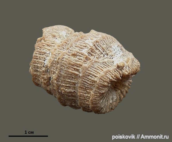 кораллы, Крым, Балаклава, Montlivaltia, Scleractinia