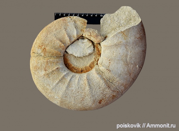 аммониты, головоногие моллюски, маастрихт, Крым, Ammonites, Pachydiscus, Maastrichtian