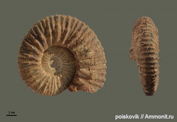 аммониты, головоногие моллюски, Крым, баррем, нижний баррем, Ammonites, Balearites, Barremian