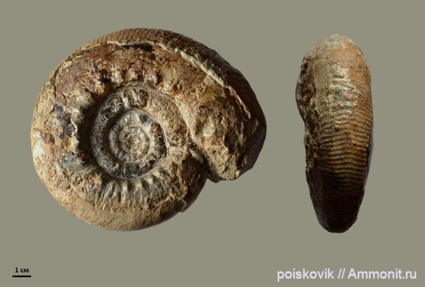 аммониты, головоногие моллюски, берриас, Крым, Ammonites, Spiticeras, Berriasian