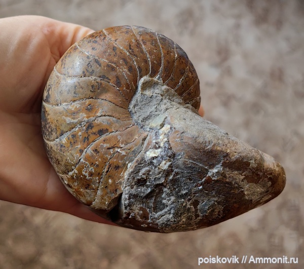 наутилусы, головоногие моллюски, Cenoceras, Крым, Балаклава