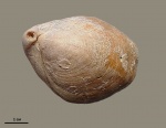 Brachiopoda