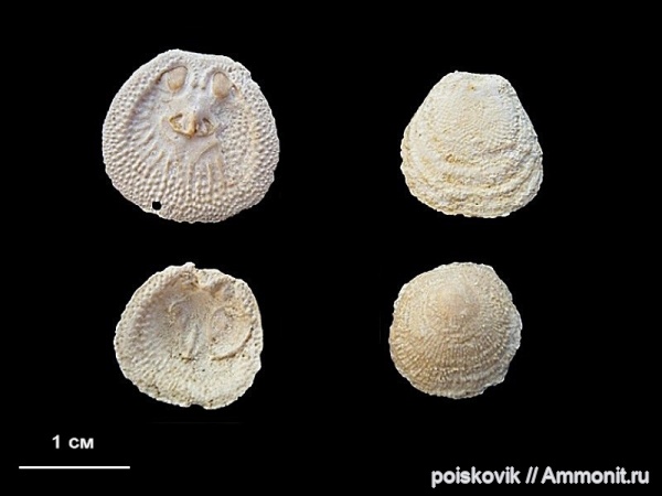 брахиоподы, Крым, Балаклава, Danocrania tuberculata, Craniida, Danocrania