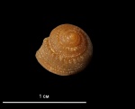 Semisolarium moniliferum (MICHELIN, 1834)