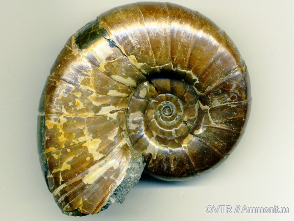 нижний мел, апт, р. Лаба, Eogaudryceras, Aptian, Lower Cretaceous