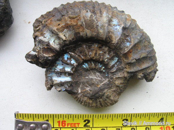 аммониты, юра, Москворечье, Zaraiskites, Ammonites, Jurassic