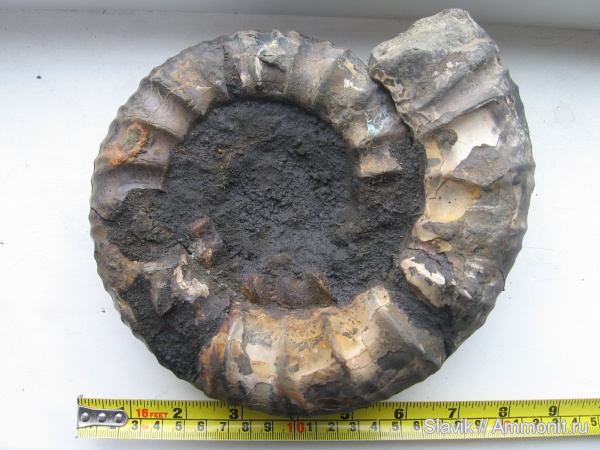 аммониты, юра, Москворечье, Dorsoplanites, Dorsoplanites dorsoplanus, Ammonites, Jurassic