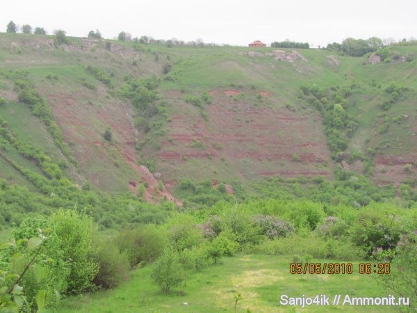 девон, рыбы, Devonian, Cephalaspis, Heraspis kozlowskii, Heraspis, fish