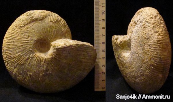 аммониты, юра, головоногие моллюски, Macrocephalites, Ammonites, Macrocephalites gracilis, Jurassic