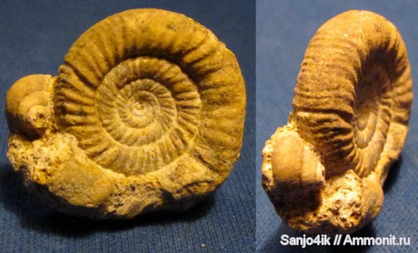 аммониты, юра, головоногие моллюски, Ammonites, Jurassic