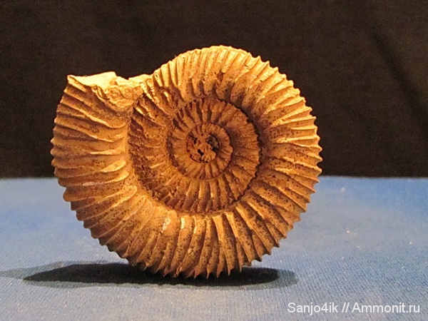 аммониты, юра, Perisphinctes, Ammonites, Jurassic