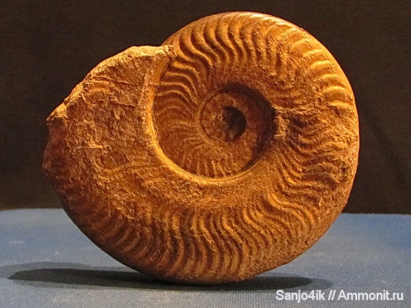 аммониты, юра, Ammonites, Harpoceras, Harpoceras falciferum, Harpoceratinae, Hildoceratidae, Jurassic