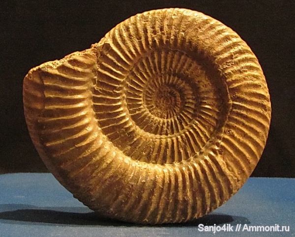 аммониты, юра, Parkinsonia, Ammonites, Jurassic