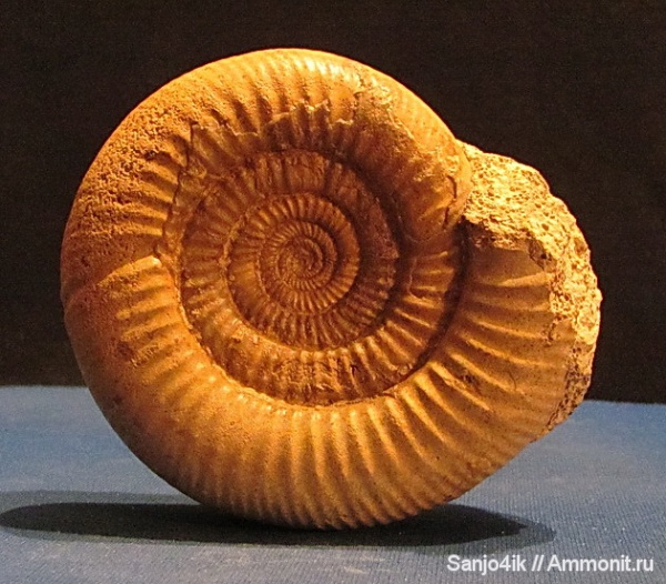 аммониты, юра, Perisphinctes, Ammonites, Jurassic