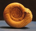 Perisphinctes sp.