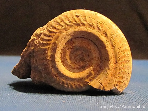 аммониты, юра, Ammonites, Hildoceras, лопастные линии, Hildoceras Bifron, Hildoceratidae, Jurassic