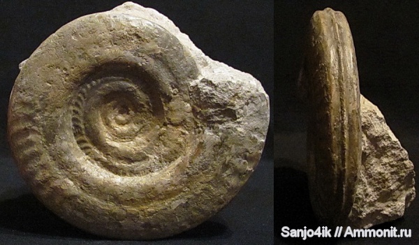 аммониты, юра, Ammonites, Hildoceras, Hildoceras bifrons, Hildoceratidae, Jurassic