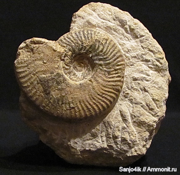 аммониты, юра, Ammonites, Ludwigia, Graphoceratidae, Ludwigia murchinsonae, Jurassic