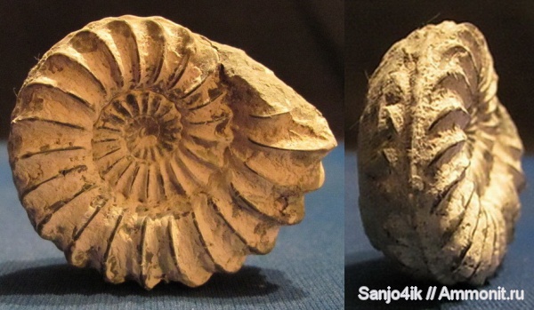 аммониты, юра, Pleuroceras, Ammonites, Pleuroceras spinatum, Amaltheidae, Jurassic