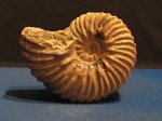 Hoplites dentatus