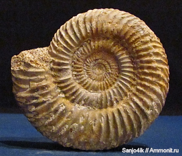 аммониты, юра, Parkinsonia, Ammonites, Parkinsonia parkinsoni, Jurassic