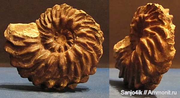 аммониты, мел, Hoplites, Hoplitidae, Ammonites, Cretaceous