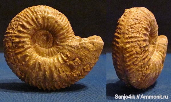 аммониты, юра, Ammonites, Bigotites, Bigotites thevenini, Jurassic