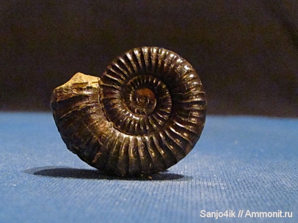 аммониты, юра, Ammonites, Jurassic