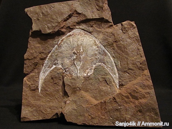 девон, Devonian, Agnatha, Cephalaspis, Zychaspis, Zychaspis granulata