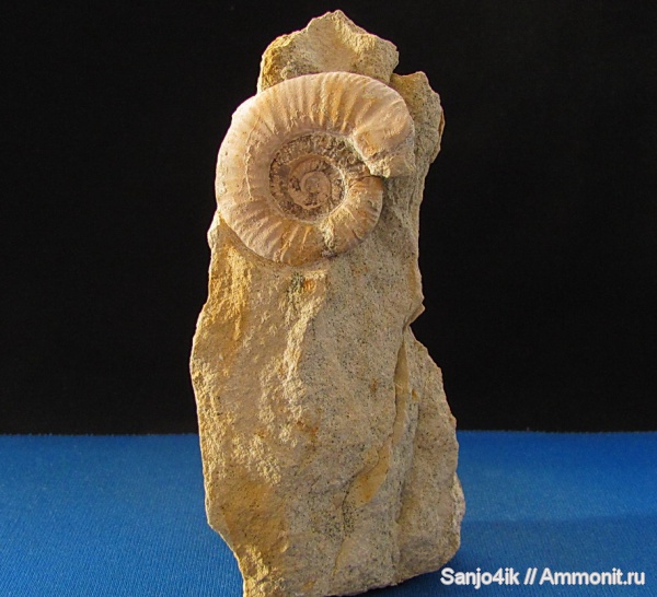 аммониты, юра, Ammonites, Jurassic