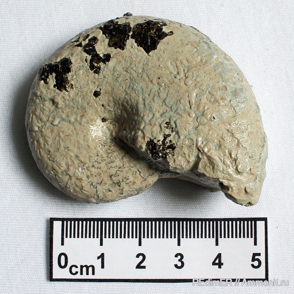 аммониты, Ammonites, Phylloceratidae