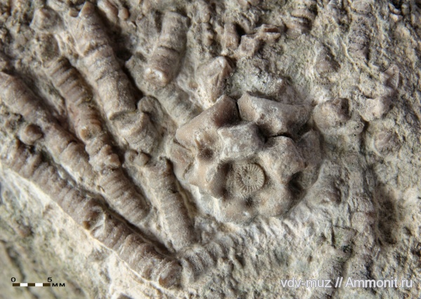 морские лилии, иглокожие, карбон, гжельский ярус, Самарская Лука, Stellarocrinidae